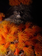 Tubastraea