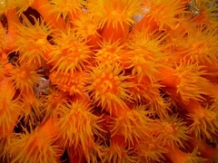 Tubastraea