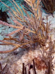 Xyrichtys splendens