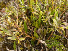 Maxillariinae