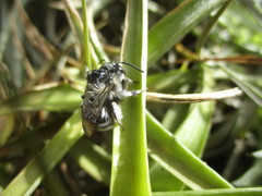 Anthophora alluaudi