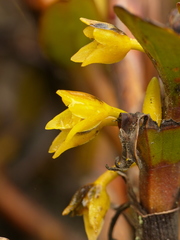 Maxillariinae