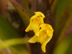 Maxillariinae