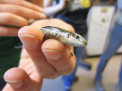 Plestiodon anthracinus