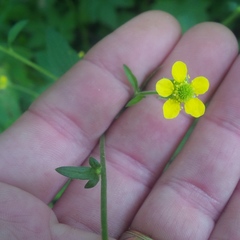 Geum × catlingii