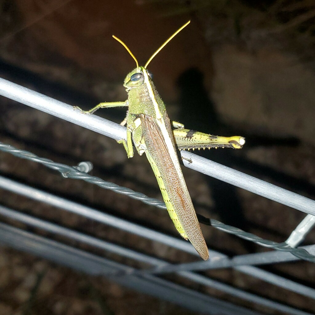 Obscure Bird Grasshopper From San Saba County TX USA On August 15