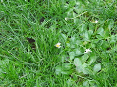 Bellis perennis