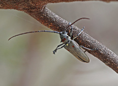 Batocera rufomaculata