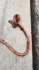 Lampropeltis abnorma