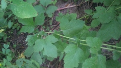Geum × catlingii