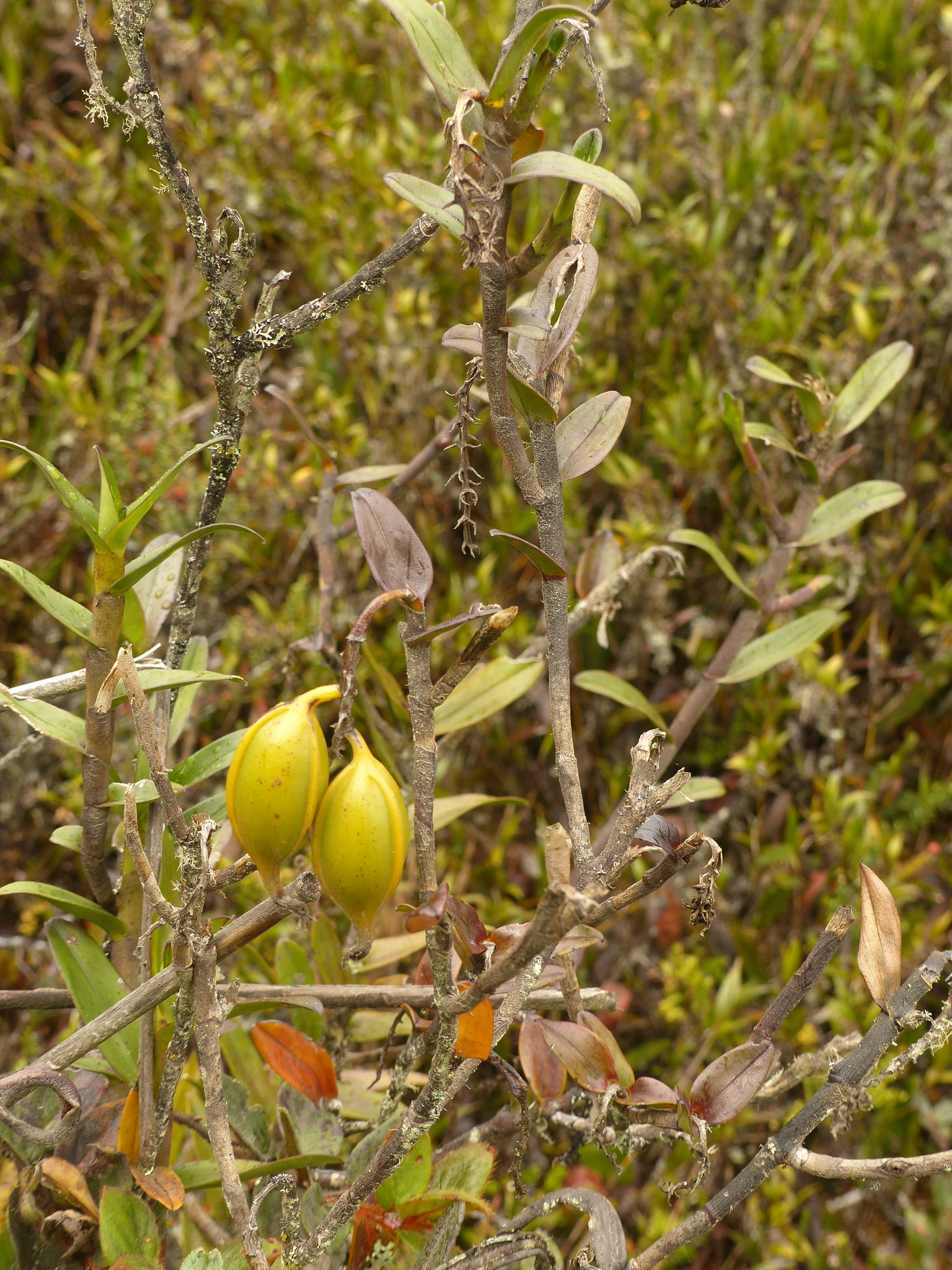 Epidendrum mojandae Schltr. 5