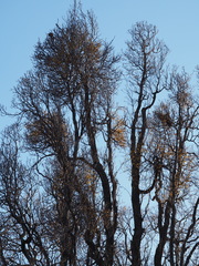Loranthus europaeus