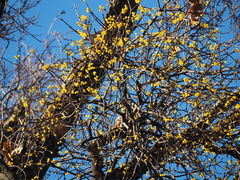 Loranthus europaeus