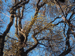 Loranthus europaeus