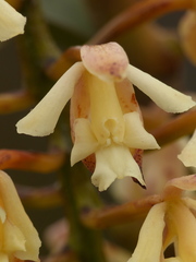Epidendrum mojandae