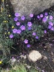 Geranium robustum