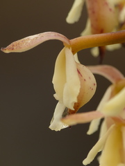 Epidendrum mojandae