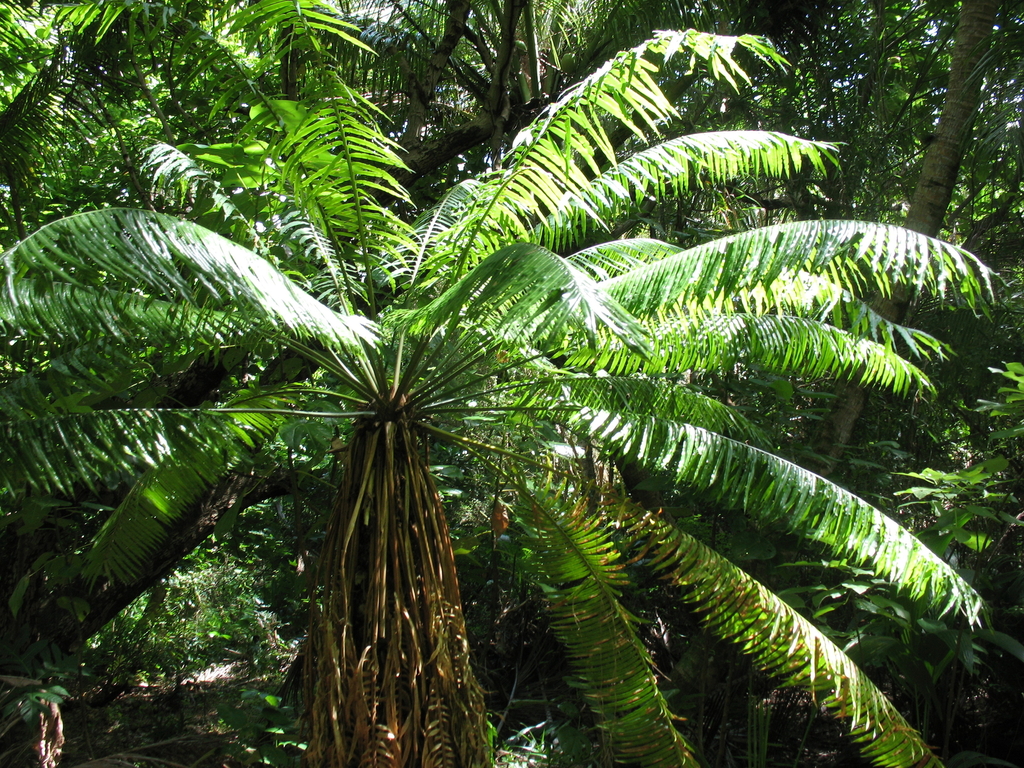 Micronesian Cycad in February 2008 by Scott F Smith · iNaturalist