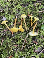 Hygrocybe parvula