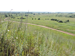 Artemisia absinthium