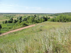 Artemisia absinthium