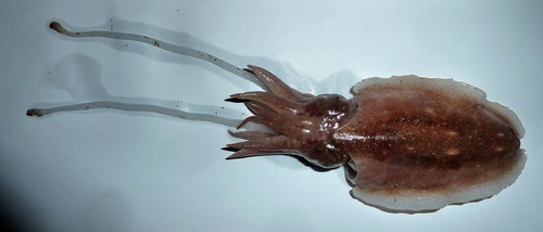 Elegant Cuttlefish