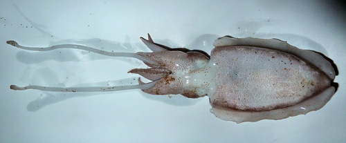 Elegant Cuttlefish