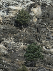 Juniperus oxycedrus oxycedrus