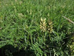 Astragalus cicer