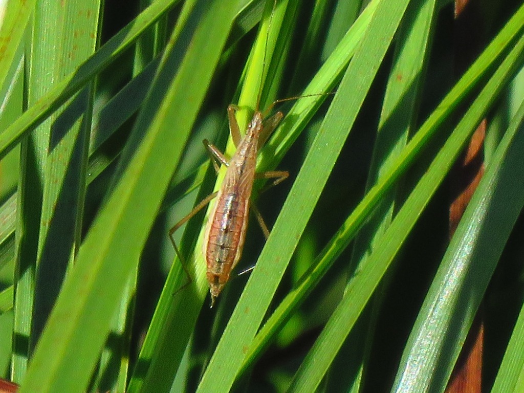 Nabis lineatus