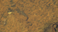 Ambystoma velasci