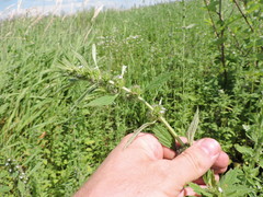 Chaiturus marrubiastrum