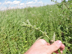 Chaiturus marrubiastrum