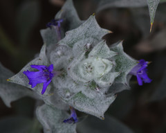 Salvia funerea