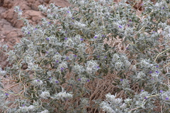 Salvia funerea