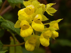 Calceolaria perfoliata