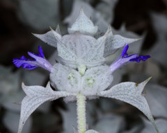 Salvia funerea