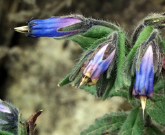 Podonosma orientalis