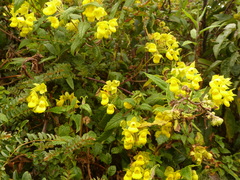 Calceolaria perfoliata