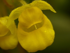 Calceolaria perfoliata