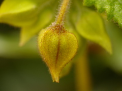 Calceolaria perfoliata