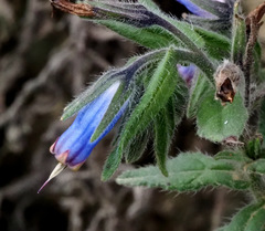 Podonosma orientalis