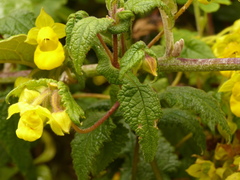 Calceolaria perfoliata