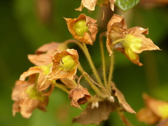 Calceolaria perfoliata
