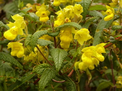 Calceolaria perfoliata