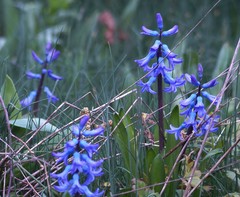 Hyacinthus orientalis