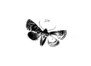 Noctua lyctorea