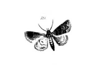 Noctua lyra