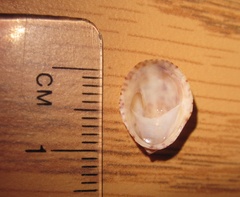 Crepidula convexa