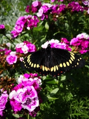 Papilio scamander